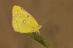Colias crocea Colias crocea
