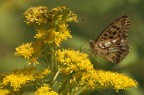 Issoria lathonia Issoria lathonia