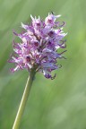 Orchis Simia Orchis Simia