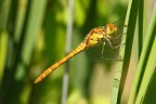 Libellula. Libellula.