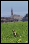 Gatto a Smarano Gatto a Smarano
