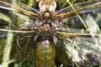 Libellula: ali Libellula: ali