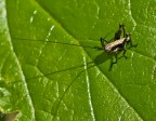 micro grillo