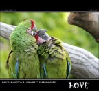 Love Love