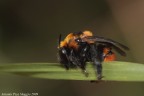 Non ti mollo Non ti mollo