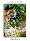 Tigre siberiana Tigre siberiana