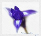 vision in blu vision in blu