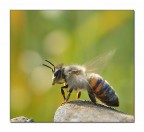 .-.-.-.-.-. .-.-.-.-.-.