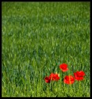 Papaveri Papaveri