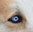 l'occhio di laica l'occhio di laica