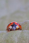 ancora coccinella ancora coccinella