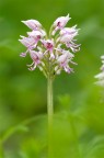 Orchidea Orchidea