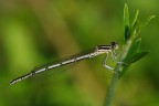 Damigella Damigella