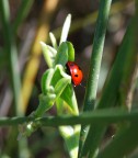 coccinella coccinella