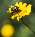 Universal Feeling Universal Feeling