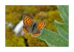 Farfallina