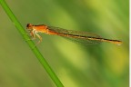 damigialla damigialla