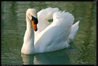 Cigno Reale Cigno Reale