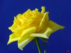 Yellow rose Yellow rose