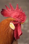gallo!
