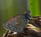 Bollicina .. Bollicina ..