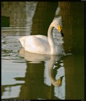 Il Riflesso del Cigno Il Riflesso del Cigno