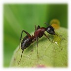 Formichina