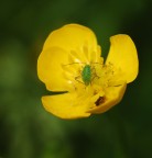 microscopico alieno microscopico alieno