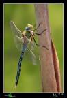 Anax Imperator Anax Imperator