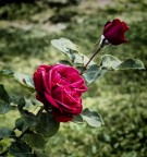 rose rosse rose rosse