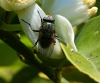 UNA INSOLITA MOSCA