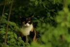 andando per boschi in cerca di qualcosa da fotografare mi sono trovato questo bel gatto che mi fissava. 

iso 1600 f4 1/500
