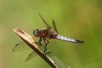 ..tanto per cambiare...Libellula... ..tanto per cambiare...Libellula...