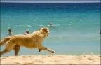 panning dog... panning dog...