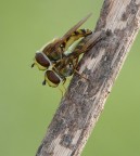 Coppia di sirfidi Coppia di sirfidi