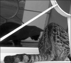 cat... cat...