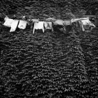 trastevere trastevere