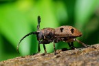 Preistoricus