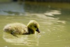 cucciolo di germano