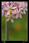 ...Misumena Vatia... ...Misumena Vatia...