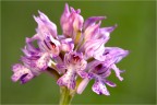 Orchis tridentata Orchis tridentata