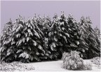 Pini innevati Pini innevati