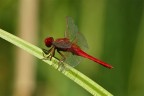 ...W La Rossa...