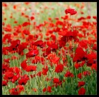 Papaveri Papaveri
