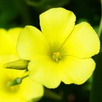 UN GIALLO DI PRIMAVERA UN GIALLO DI PRIMAVERA