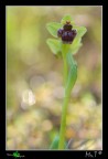 Ophrys bombyliflora Ophrys bombyliflora