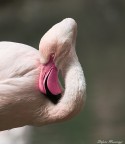Fenicottero rosa Fenicottero rosa
