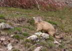 Marmotta Marmotta