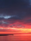 alba alba