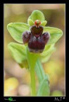 Ophrys bombyliflora....da vicino Ophrys bombyliflora....da vicino